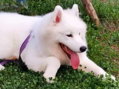 What should I do if my Samoyed dog has tear stains? Look here~