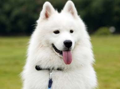 What to do about tears stains on Samoyed dogs? Look here~