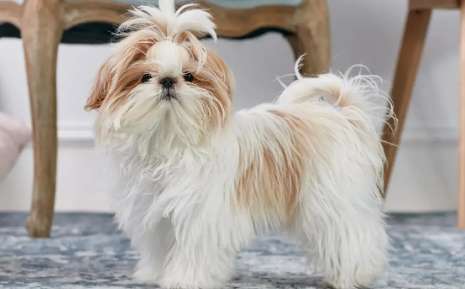 What's the difference between Maltese and Shih Tzu? It's necessary to know about it!