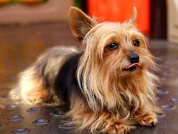 How to prevent heatstroke in Silky Terriers, see here for details!