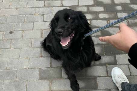 What should I do if my flat-coated retriever has roundworms? Here are some methods You must know!