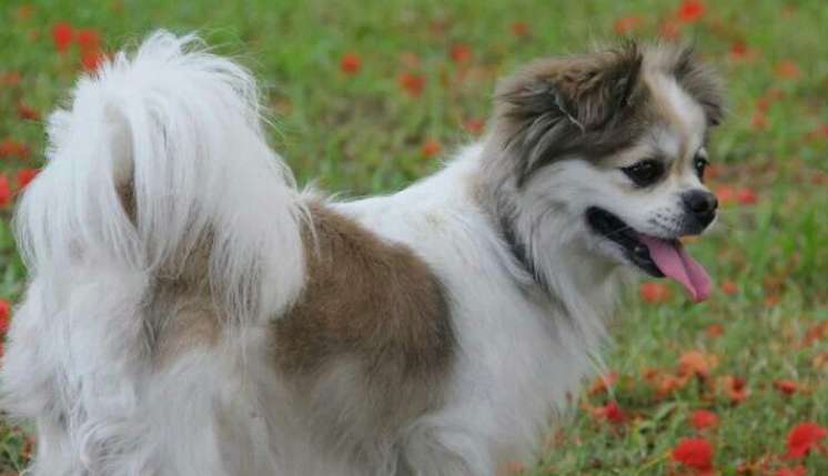 What should I do if my Papillon dog has canine distemper? What should the owner do?