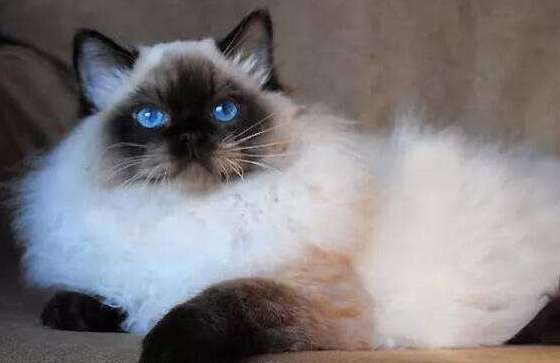 What should I do if my Birman cat doesn’t have enough milk? Come here to find out