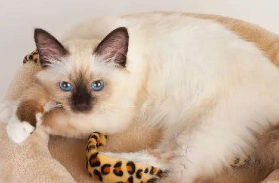 What should I do if my Birman cat doesn't have enough milk? Come here to find out