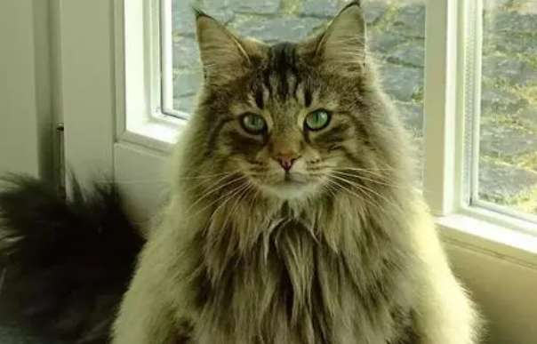 How do you judge the appearance of a Norwegian Forest Cat? If you want to raise someone, please come here.