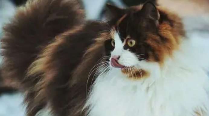 How do you judge the appearance of a Norwegian Forest Cat? Anyone who wants to keep a Norwegian Forest Cat should come here