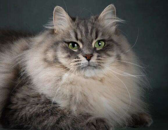 Are Siberian forest cats easy to raise? If you don’t know, let’s take a look