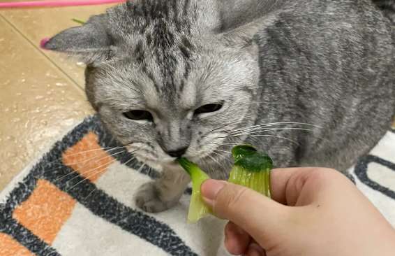 Why do cats like to eat green vegetable leaves? There are several reasons