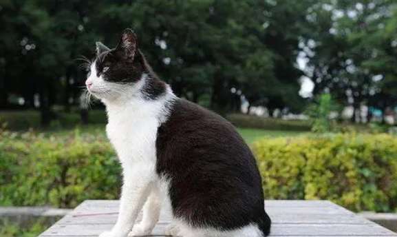 Are Japanese Bobtail cats easy to raise? How to raise it?