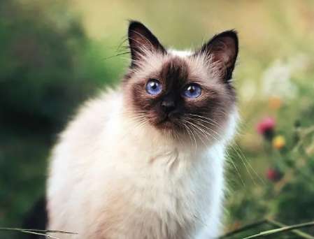 What are the precautions for raising Himalayan cats? Let me tell you in one article!