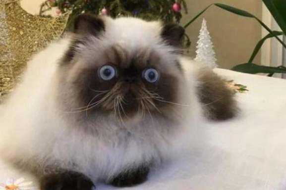 What are the precautions for raising Himalayan cats? This article will tell you!