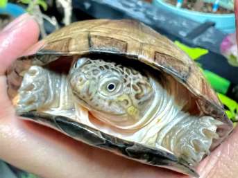 Does the West African side-necked box turtle eat fish? Come and find out