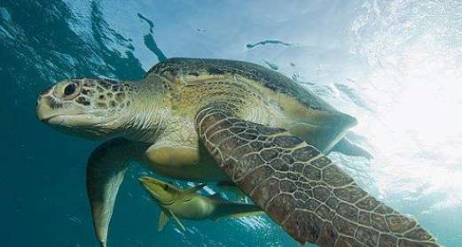 What is the difference between green sea turtles and red sea turtles? How to tell the difference?