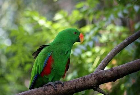 Eclectus オウムはうるさいですか? この記事でわかります。