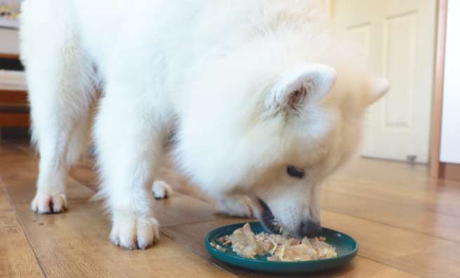 How old is the age for a Samoyed to change to dog food? This article will tell you