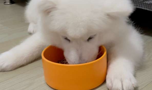 How old is a Samoyed before you can switch to dog food? This article will tell you