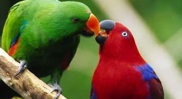 Is the Eclectus Parrot likely to talk? How to make it talk?