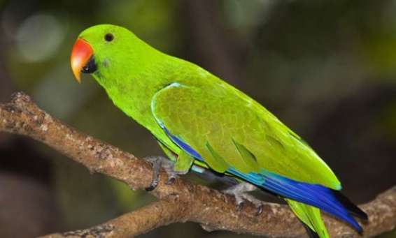 Is the Eclectus Parrot likely to talk? How to make it talk?