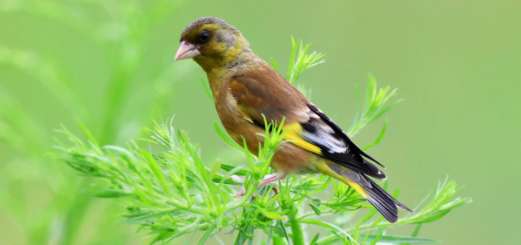﻿What does a goldfinch's nest look like? If you want to know, check it out