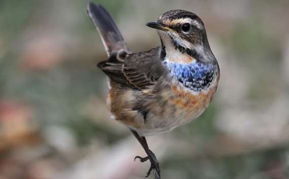 インディゴチンが鳴かない場合はどうすればいいですか? 飼い主に知らせましょう