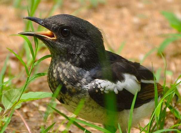 シクシ鳥の雛のオスとメスの見分け方がわかりません。ここを見てください!