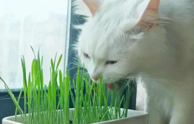 What kind of grass is cat grass? I didn’t expect the cat’s reaction to cat grass