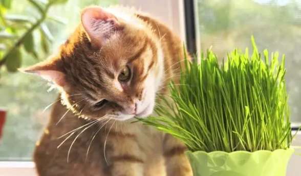 What kind of grass is cat grass? I didn't expect the cat's reaction to cat grass