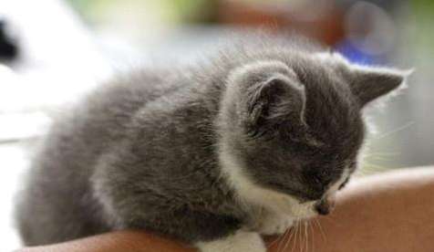 ﻿Personal pet experience milk cat constipation can eat probiotics