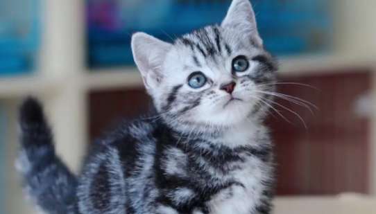 Let’s take a look at what it looks like to breed American Shorthair and Blue and White ?