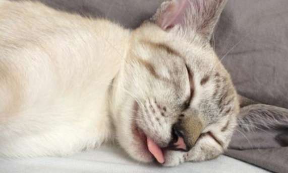 Why does a cat purr loudly? Pay attention to distinguish these situations