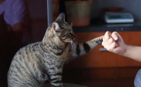 Will beating a cat improve its memory? Violence cannot solve the problem at all