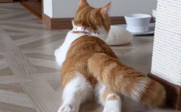 What does a cat's tail drooping and wagging mean? It's very simple~