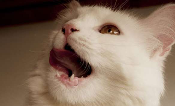 What does it mean when a cat gasps with its mouth open? You need to pay attention to these three situations