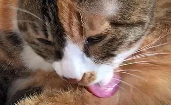Why does a cat lick its body like crazy? It's not necessarily grooming