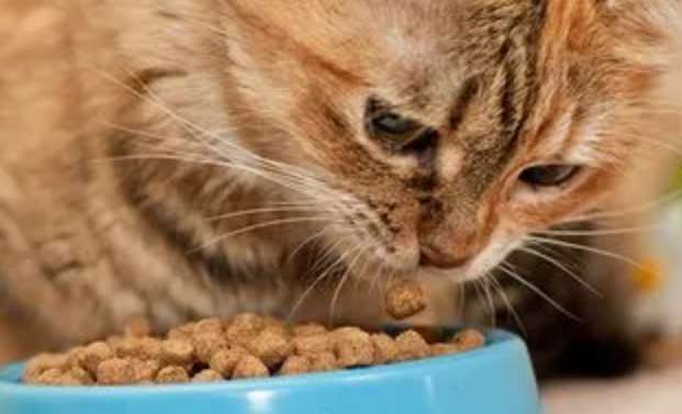 Why does a cat suddenly vomit undigested cat food? Explain clearly in one article