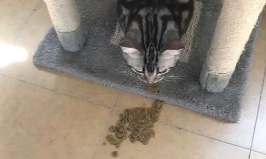 Why does a cat suddenly vomit undigested cat food? This article explains it clearly