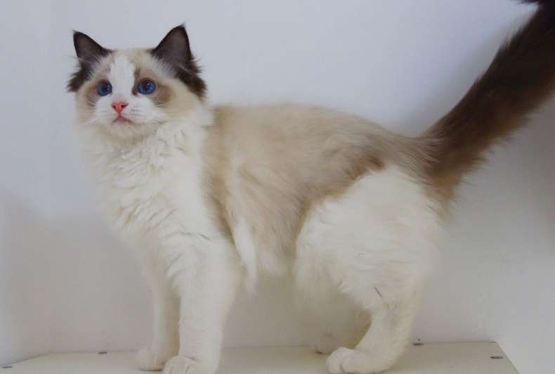 Are there many people buying Ragdoll cats? Come and find out. !