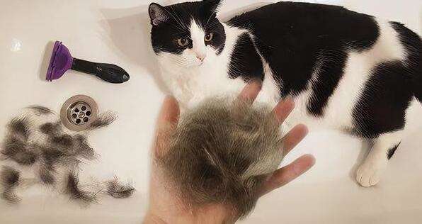 How to solve cat hair loss? There is a way here