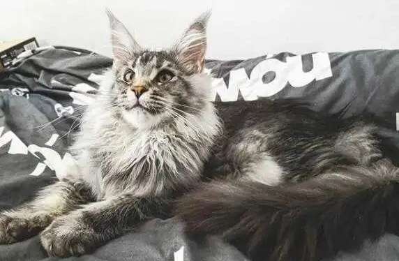 Do Maine Coon cats recognize their owners? People who want to keep them can check it out