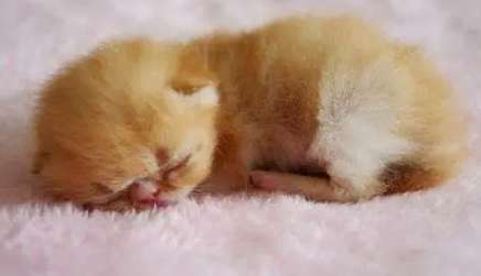 Why does a newborn cat keep meowing? Here are the answers you want