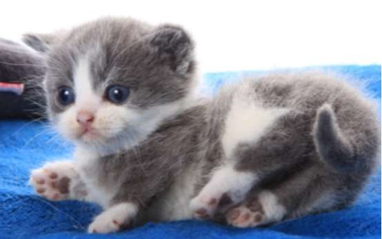 Why does a newborn cat keep meowing? Here is the answer you want