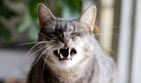 The cat is panting heavilywhat happened? These four reasons should be analyzed carefully