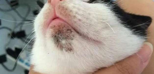 What are some tips for removing black chin in cats? Come and see
