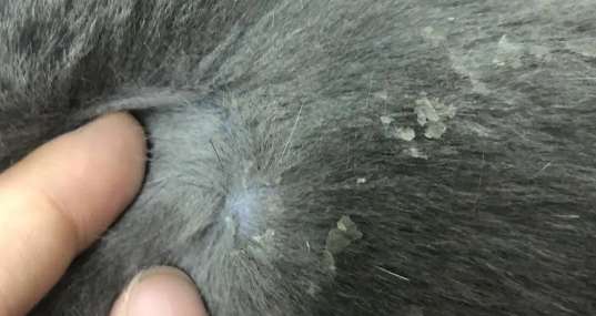 What should I do if my cat has dandruff? How to deal with it?