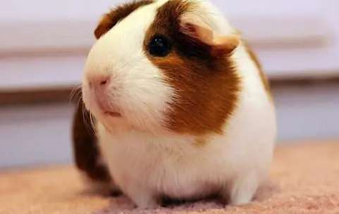 How to raise guinea pigs when it's too hot in summer? This feeding guide is worth get