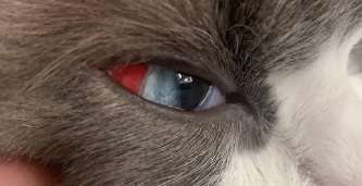 Pet-raising knowledge: Bloodshot eyes of cats may have the following reasons