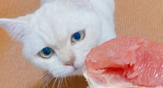 Can cats eat grapefruit? The answer is revealed...