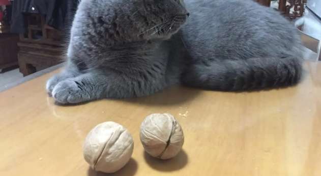 Can cats eat walnuts? Breeders need to know!