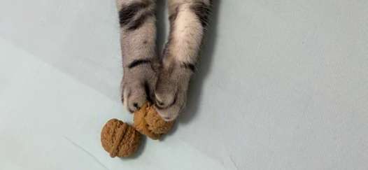 Can cats eat walnuts? Breeders need to know!