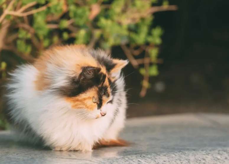 Can cats bask in the sun? Don't believe it